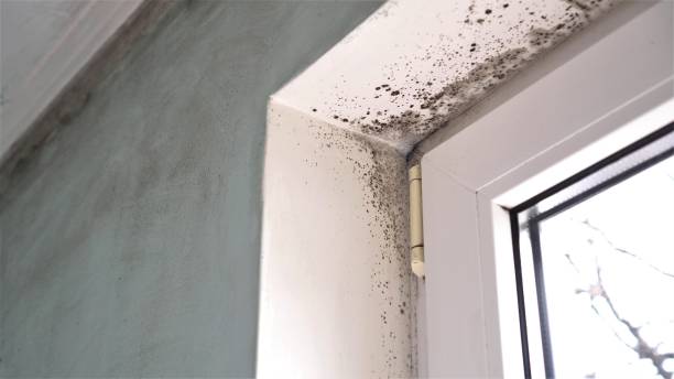 Best Air Quality Testing for Mold Spores  in New Haven, MI