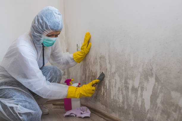 Trusted New Haven, MI Mold Removal Experts